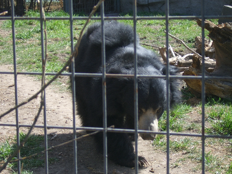 Black bear at the Calgary Zoo, Canada