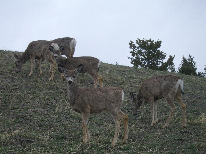 Group of deer on the hills, Calgary Canada