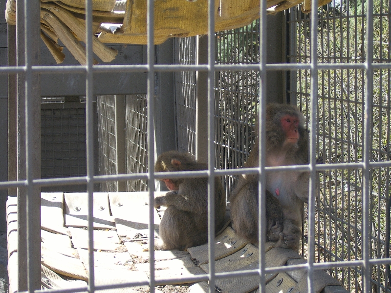 Monkeys in the Calgary Zoo, Calgary Canada