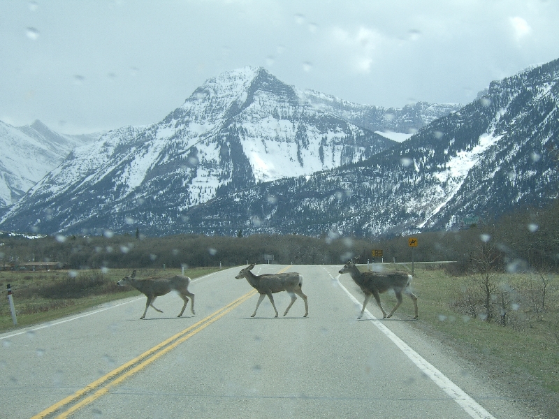 Group of deer crossing the road, Canada