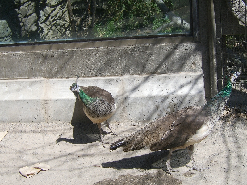 Beautiful pavones in the zoo, Canada