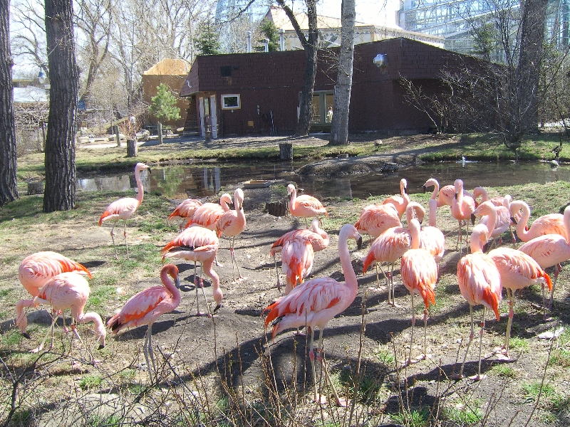 Flamingo's at the Calgary Zoo, Calgary Canada