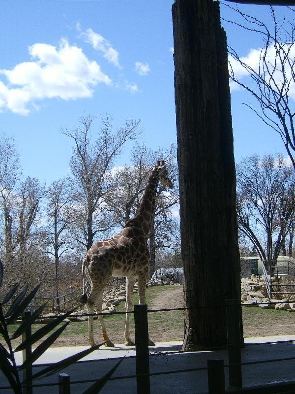 Giraffe at the zoo, Canada