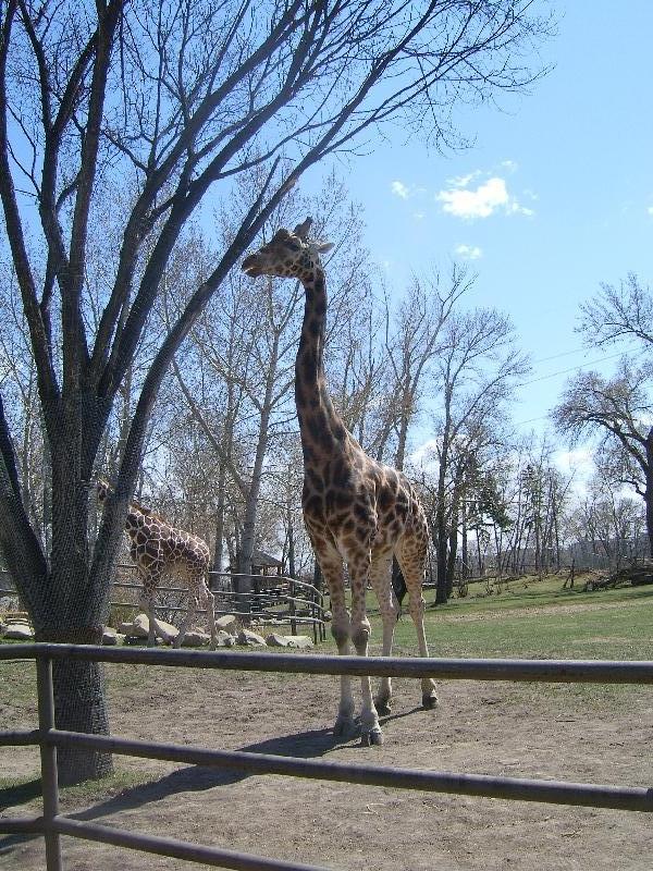 Calgary Canada Giraffe at the Calgary Zoo