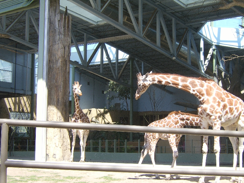 Destination Africa at the Calgary Zoo, Canada