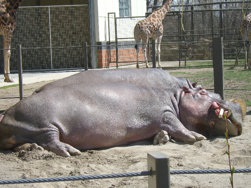 Hippo at the Calgary Zoo, Calgary Canada