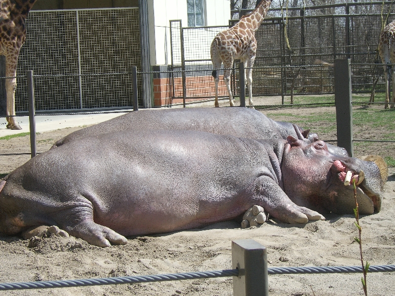 Calgary Canada Hippo at the Calgary Zoo