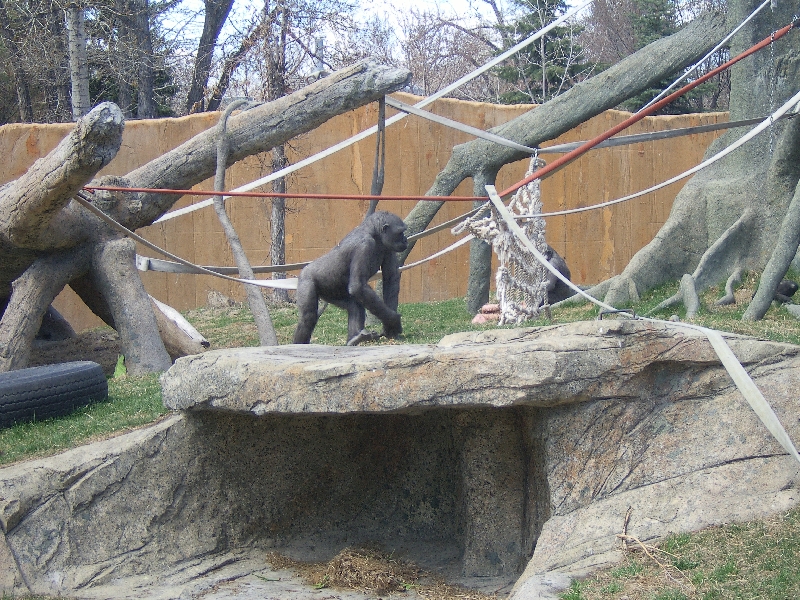 Playful monkey in Calgary, Canada