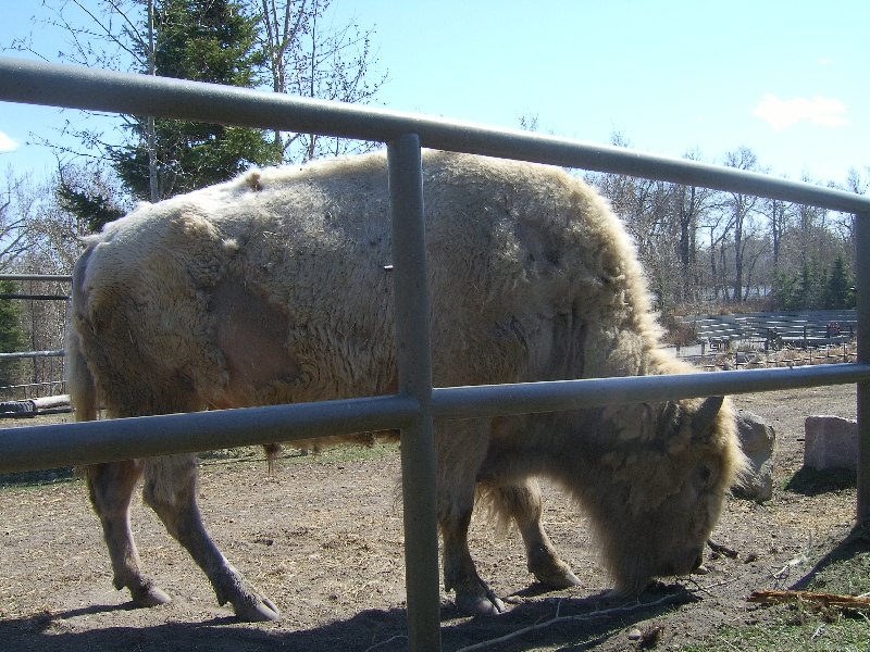 A huge bison at the zoo, Calgary Canada