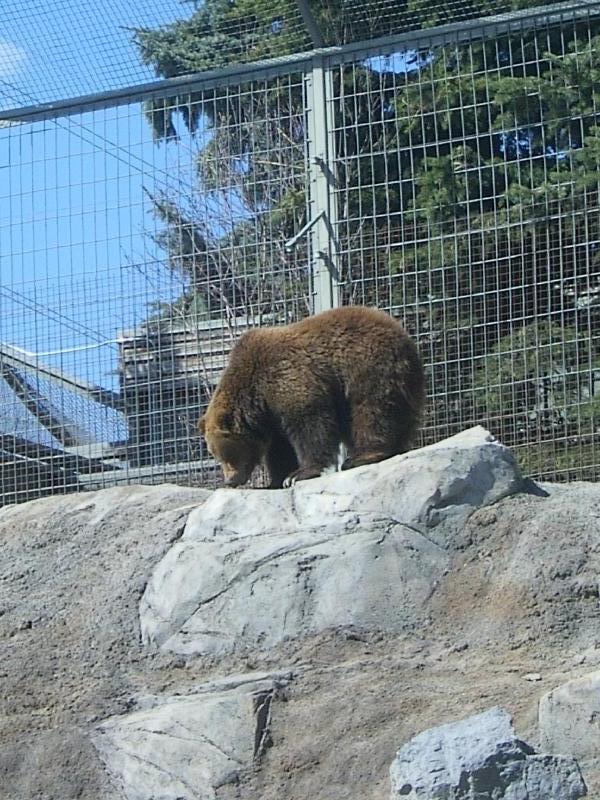 Canadian habitat in the zoo, Canada