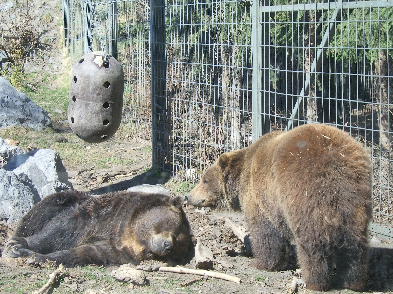 Bear taking a nap, Calgary Canada
