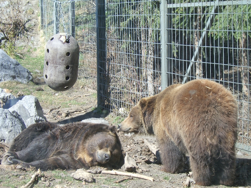 Bear taking a nap, Canada