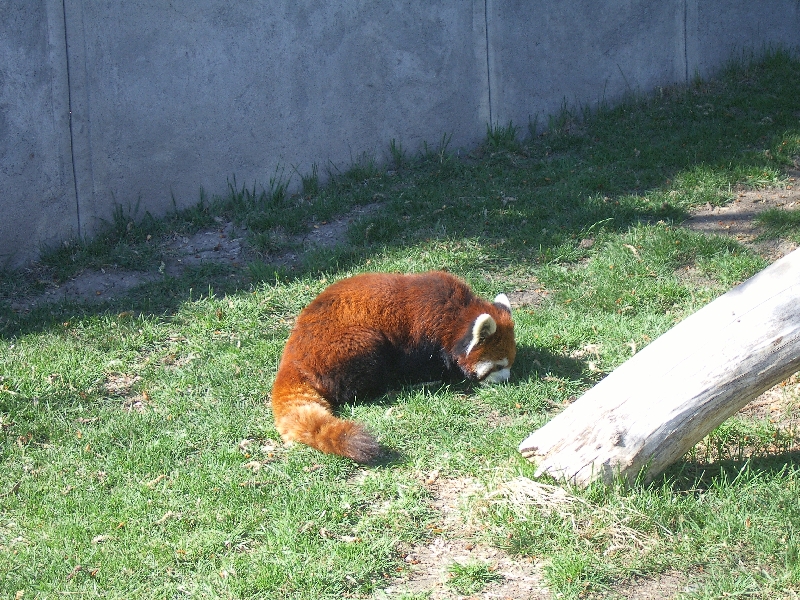 Pictures in the Calgary Zoo, Calgary Canada