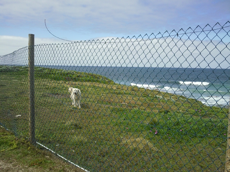 Maremma dog in Portland, Portland Australia