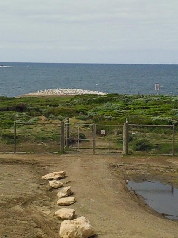 The Gannet birds from the lookout, Portland Australia