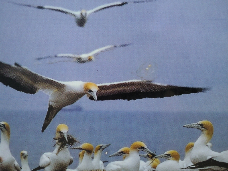 The Gannet Colony in Portland, Australia