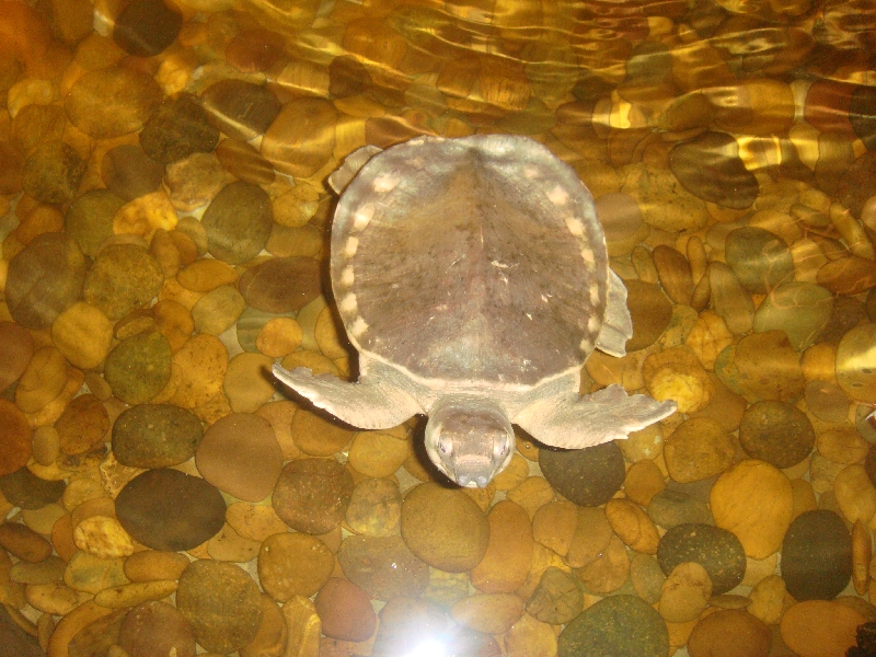 Turtle swimming in the lobby, Thailand