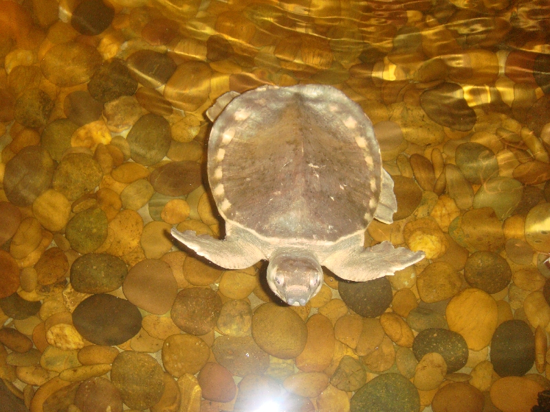 Turtle swimming in the lobby, Phuket Thailand