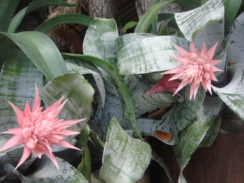 Beautiful flowers in Railay, Thailand