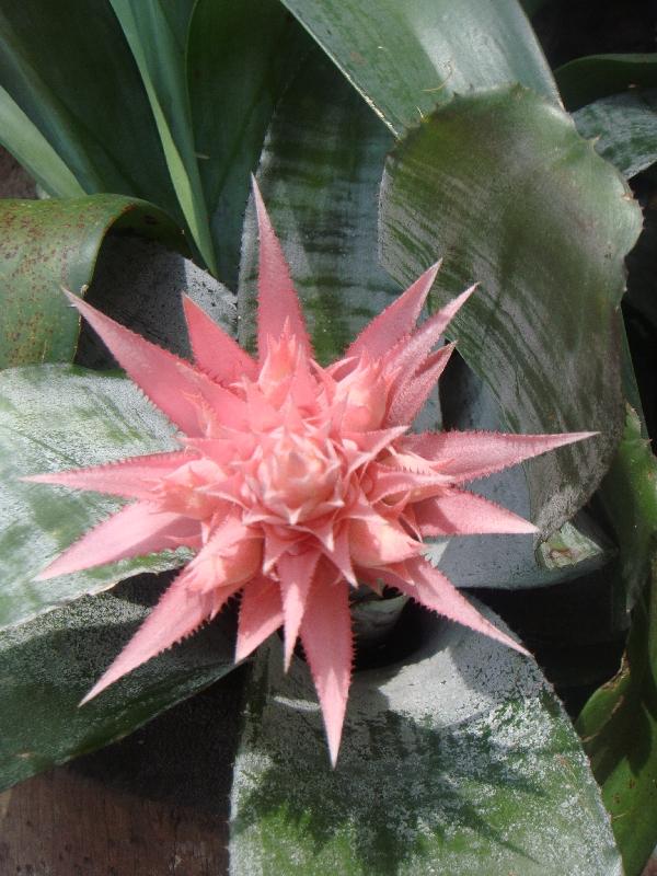 Pink flowers in Krabi, Thailand