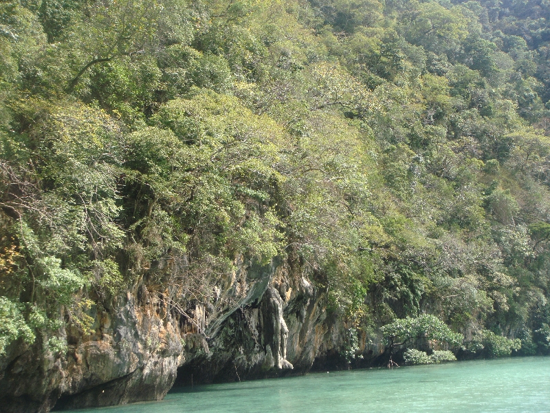 The mangroves in the laggon, Thailand