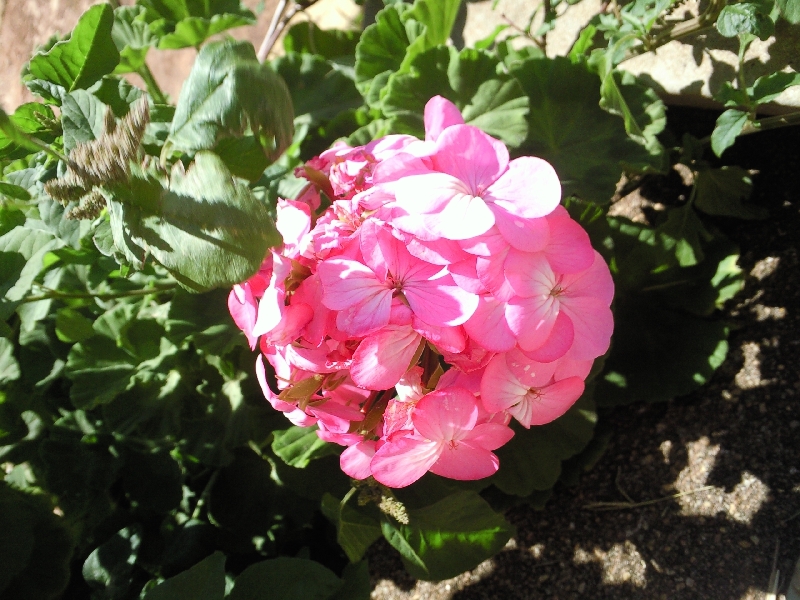 Pink flowers in Northampton, Australia