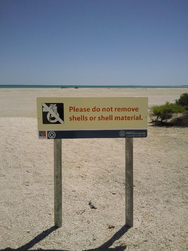 The shells of Shell Beach, Shark Bay Australia