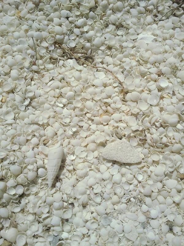 100 kms of shells on the beach, Shark Bay Australia