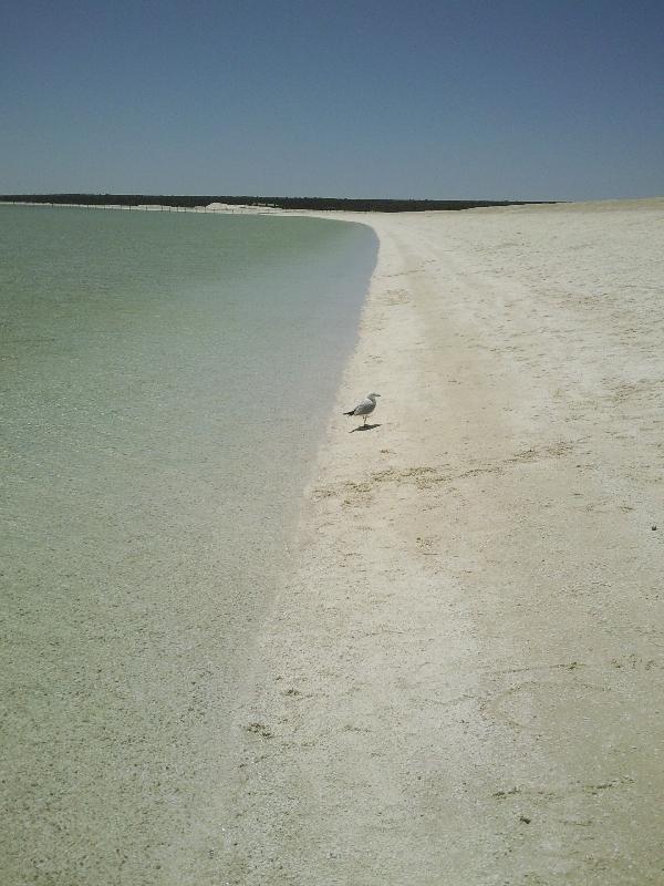 Pictures of Shell Beach in Australia, Shark Bay Australia