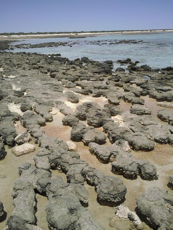 The stromatolites of Shark Bay, Australia