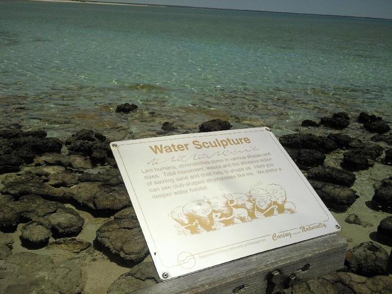 Hamelin Pool stromatolites pictures, Australia