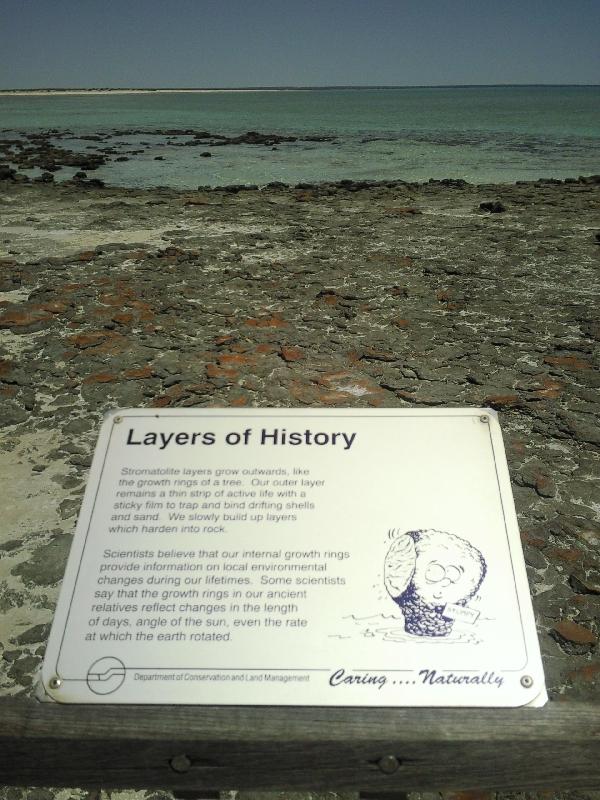 Information on the stromatolites, Shark Bay Australia