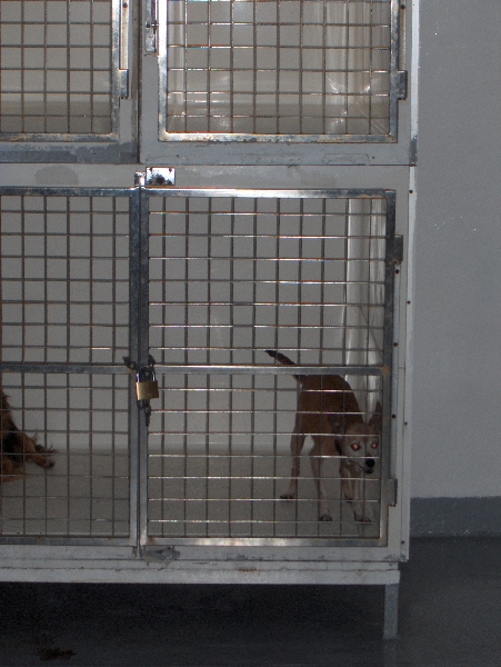 Barking dogs on the ferry, Italy