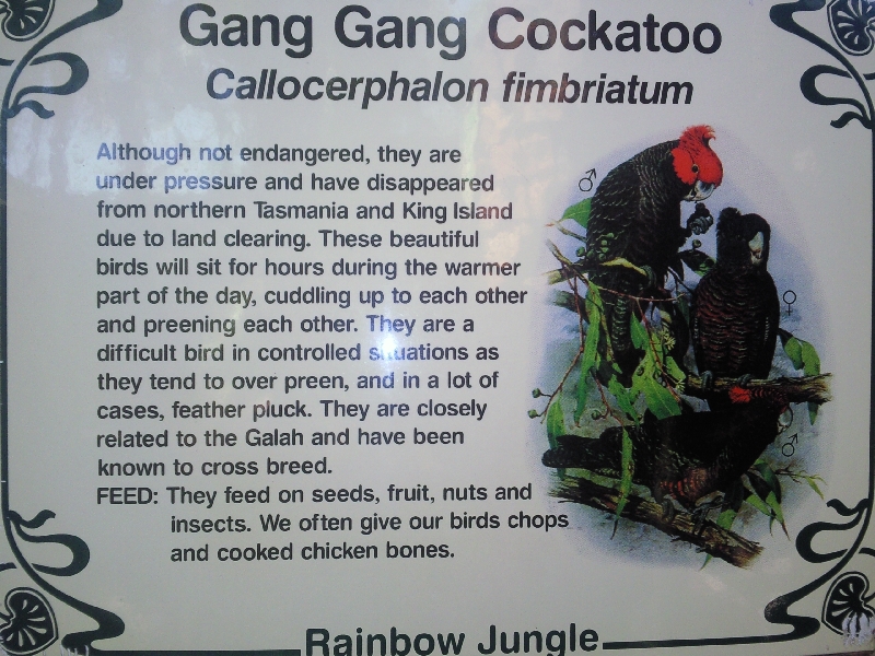Gang Gan Cockatoos in Kalbarri, Kalbarri Australia