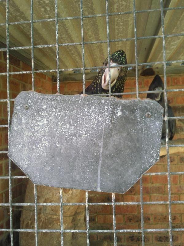 A curious cocktaoo in Kalbarri, Australia