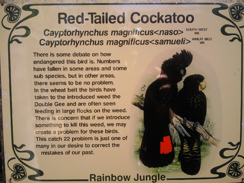 Red-Tailed Cockatoo, Kalbarri Australia