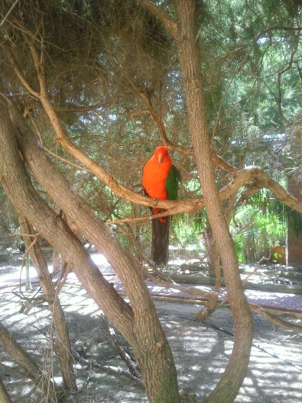 Parrot in the trees, Kalbarri Australia