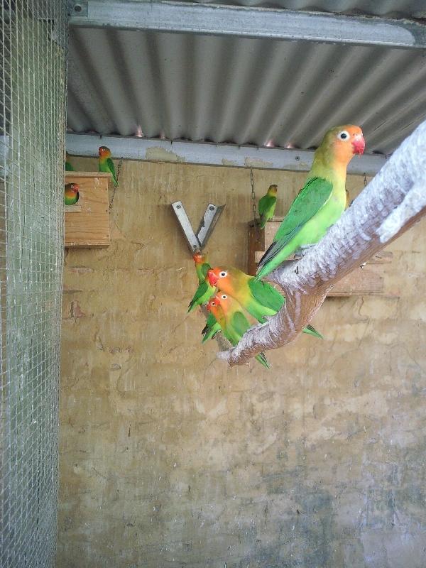 Pictures of Fischer's lovebirds, Kalbarri Australia