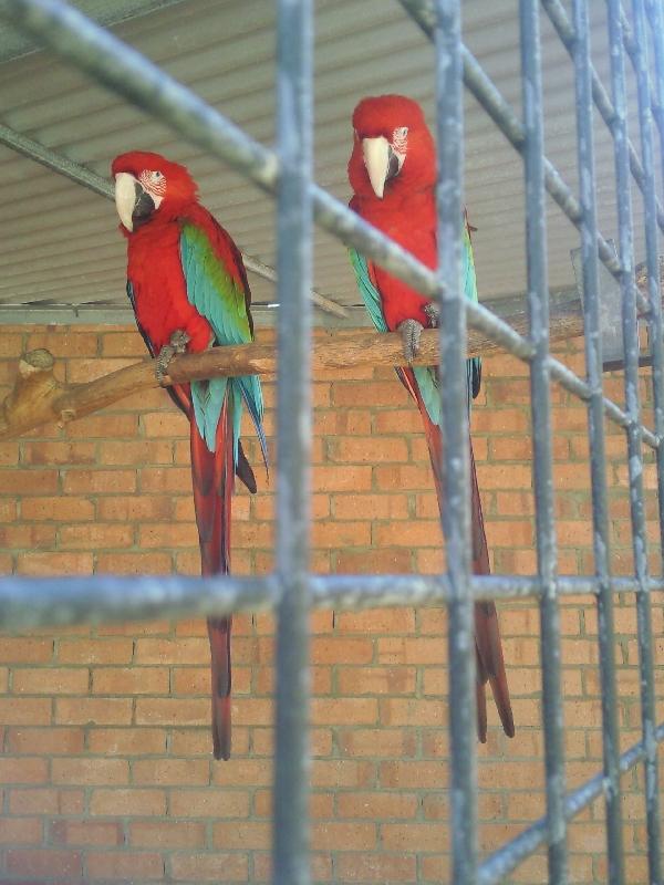 Beautiful parrots in Kalbarri, Australia