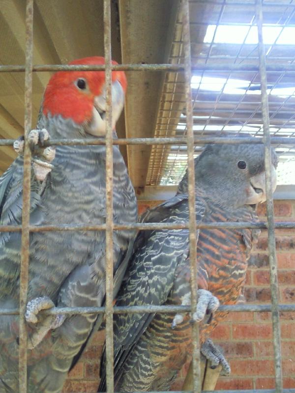 Two Gang Gan Cockatoos, Australia