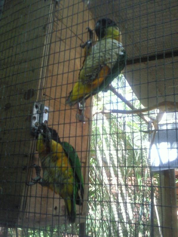 Hungry parrots, Kalbarri Australia