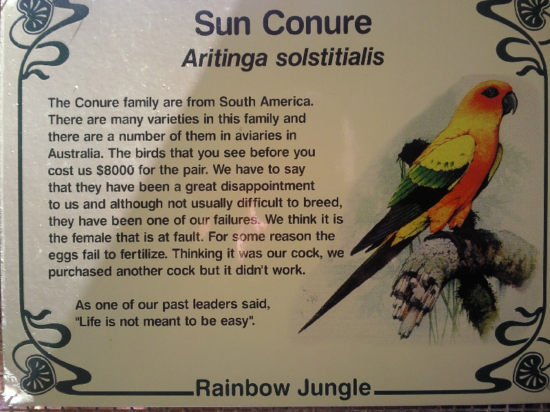 Sun conures in the Rainbow Jungle, Australia