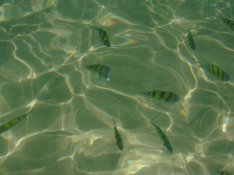Ko Kradan Thailand Fish in the water