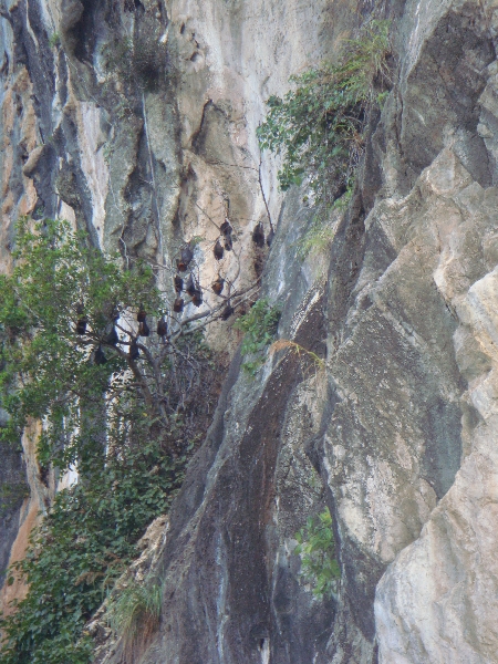 Ko Kradan Thailand Bat colony on Ko Chueak