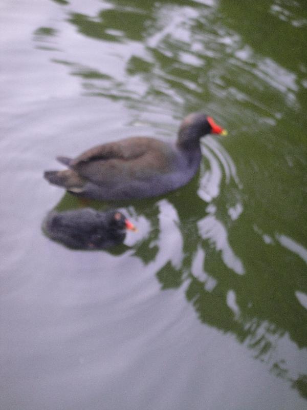 Mother Purple Swamphen with young, Australia