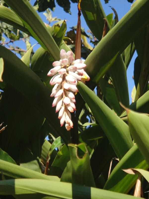 Flowers in the Botanical Gardens, Sydney Australia