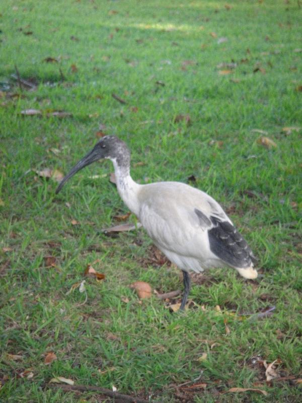 Australian White Ibis in Sydney, Australia