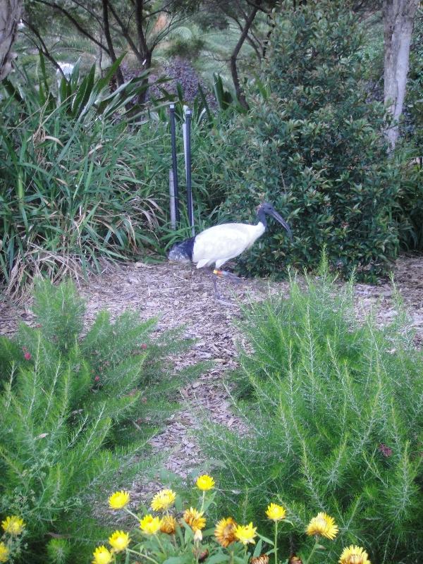 White Ibis in Sydney, Australia