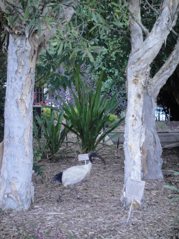 White Ibis in the Royal Gardens, Australia