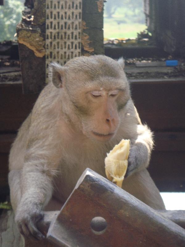 Monkey at Railway Station, Thailand